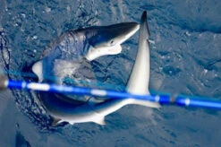 Lamiglas Bluewater Series Rods -CatchPro Shop lamiglas bluewater series rods 14921.1651112013