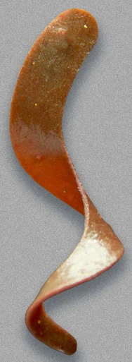 Otter & Tackle Curly Short Tail 4 3/4 X 1/2in 10 Pack Natural